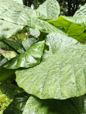 Karanlık arka planda yağmur sonrası yağmur damlaları olan yeşil yaprakların kasvetli bir fotoğrafı. Ormandaki yağmurlu günde yeşil yaprak yumuşak gün ışığıyla aydınlatılır..