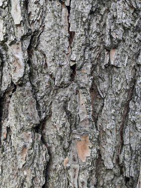 Ağaç Kabuğu Arkaplanı. Eski bir ağaç gövdesinin tam arka planı, kontrastlar için güneş gölgeleri, dikey