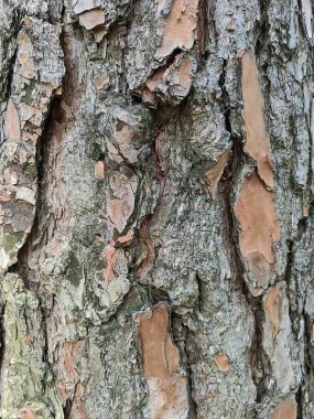 Ağaç Kabuğu Arkaplanı. Eski bir ağaç gövdesinin tam arka planı, kontrastlar için güneş gölgeleri, dikey