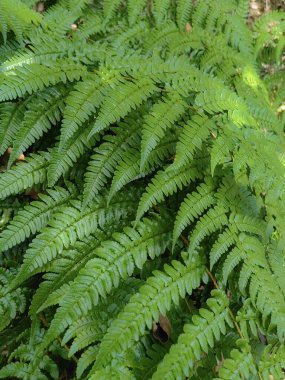 Eğreltiotu arka planı, yaz ormanı, bitki örtüsü. Yeşil yapraklar dikey bahçe süslemesi gibi tazedir..