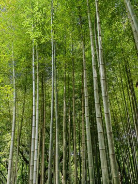 Bambu ormanı maui. Maui, Hawaii 'deki Bambu Ormanı. Büyüyen bambu ormanı, ihtişamlı sabah güneşi, arka plan