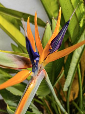 Cennet kuşu çiçeği. Güney Afrika 'da bir bahçe bahçesinde, turna çiçeği ya da cennet kuşu olan Reginae bitkisinin yerel dekoratif bitkisi..