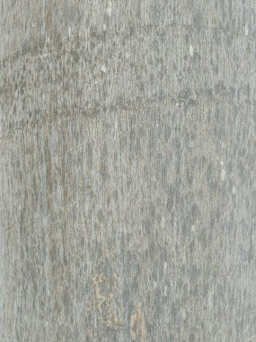 Arka planda saç ayrıntıları olan tropik bir palmiye gövdesinin detaylarını kapat.