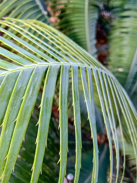 Koyu yeşil palmiye yaprağı dokusu arka plan, tropikal orman tonu konsepti