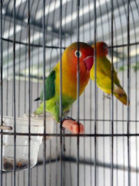 Kafeste bir çift renkli kuş.