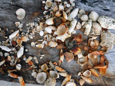 Ahşap zeminli küçük paslı deniz kabukları.