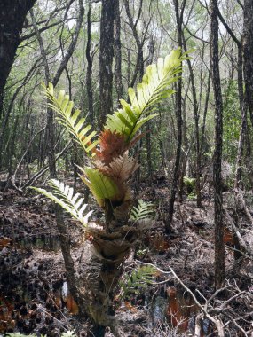 Ağaç gövdesinde tropik yaprak bitkisi