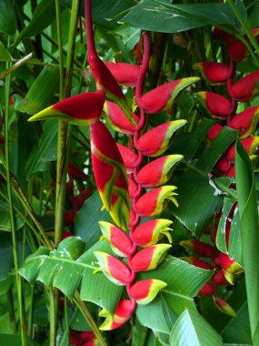 Yeşil yapraklı güzel ve renkli tropik çiçekler.