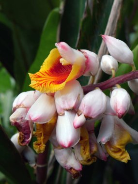 Yeşil yapraklı güzel ve renkli tropik çiçekler.