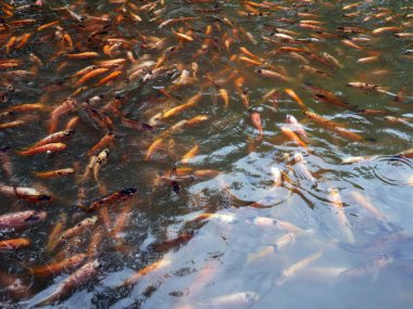 Turuncu balıklı yeşil su birikintisi