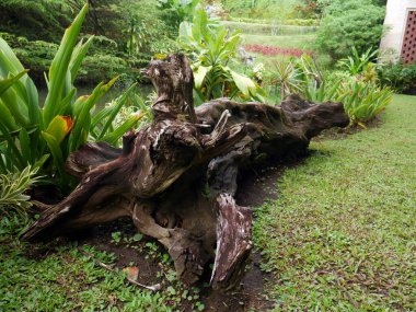 Su birikintisinin yanındaki ağaç gövdesi.