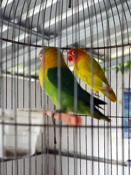 Kafeste bir çift renkli kuş.