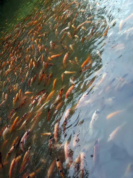 Turuncu balıklı yeşil su birikintisi