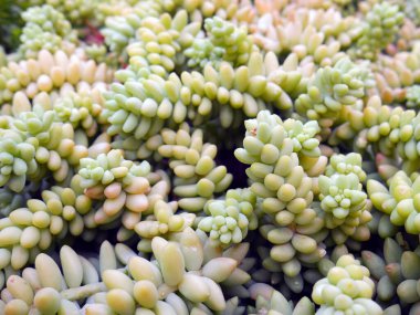 Ebedi yemyeşil sulu, uzun ömürlü renkli güller.