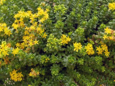 Bahçedeki bir buket doğal yabani çiçek