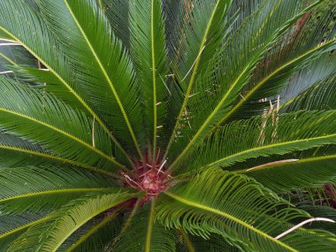 Küçük palmiye ağacı ayrıntıları