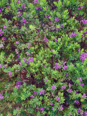 Bahçedeki yeşil yapraklı mor çiçek