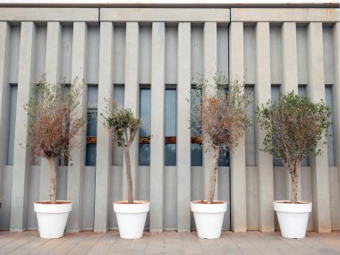 Valencia, İspanya; 21 Mayıs 2021: Tenceredeki küçük zeytin ağacı. Arkaplan