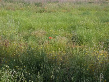 Vahşi doğal otlarla dolu bir arka plan..