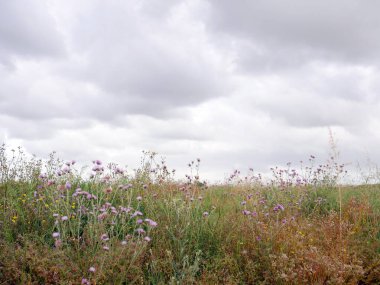 Vahşi doğal otlarla dolu bir arka plan..