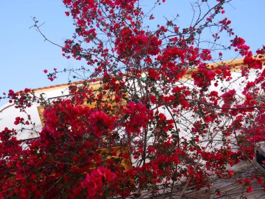 İbiza, İspanya; 20 Haziran 2021: İbiza 'da çiçekli bir evin cephesi