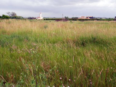 Valencia, İspanya; Haziran 12021: İlkbaharda yabani otlar için doğa manzarası