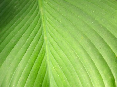 Düzlük, yeşil doğa yaprağı, tropikal yaprak.