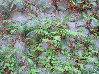Vahşi bitki ve bitkilerle dolu taş bir duvarın parçası.