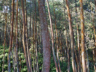Tropikal bir ormanda orman manzarası.