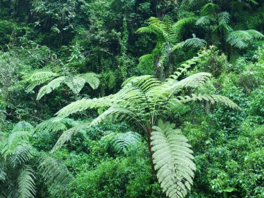 Ormanda tropik yapraklar
