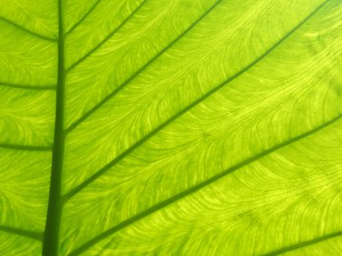 Ormanda tropik yapraklar