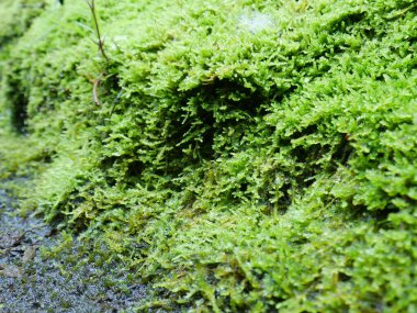 Moss yakın plan, duvar kâğıdı için arka plan. Tropik bitkiler