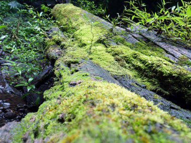 Moss yakın plan, duvar kâğıdı için arka plan. Tropik bitkiler
