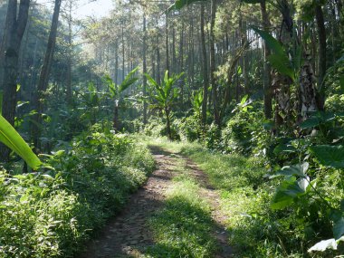 Tropikal bir ormanda yürüyorum.