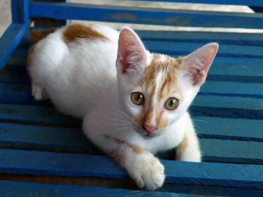 Sokak beyazı ve kırmızı kedi kameraya bakıyor..