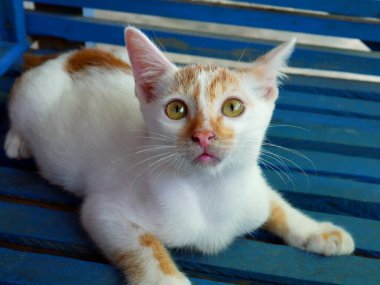Sokak beyazı ve kırmızı kedi kameraya bakıyor..