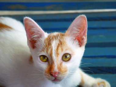 Sokak beyazı ve kırmızı kedi kameraya bakıyor..
