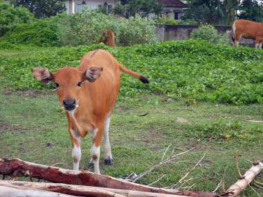 İnekler yeşil bir alanda otluyor.