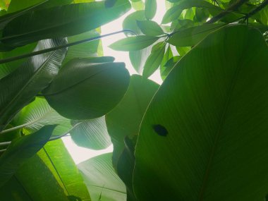 Doğada tropik yeşil yapraklar. Arkaplan