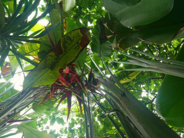 Doğada kırmızı çiçekli tropik yeşil yapraklar. Arkaplan