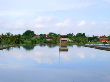 Bali, Endonezya - 15 Ekim 2021: Tropikal adadaki küçük bir köyde pirinç teras suyunda gökyüzünün günbatımında yansımasının güzelliği.