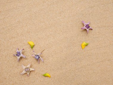 Kum plajında güzel çiçekler