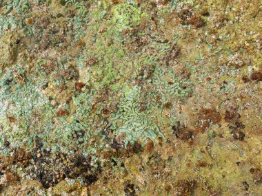 Krom bakımından zengin algler, kayalar ve deniz bitkilerinin geçmişi