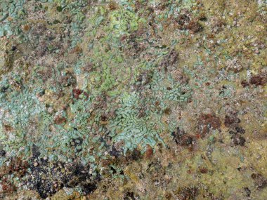 Krom bakımından zengin algler, kayalar ve deniz bitkilerinin geçmişi