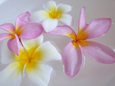 Suda bir grup tropik çiçek