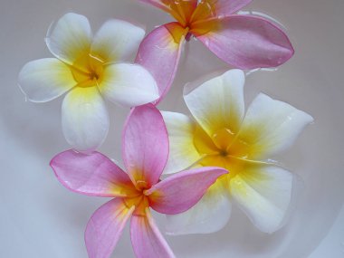 Suda bir grup tropik çiçek