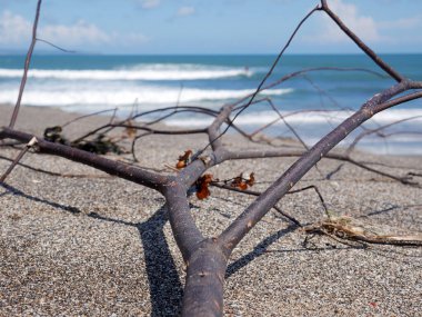 Kumlu sahilde yumuşak mavi okyanus dalgaları. Ağaç dalları