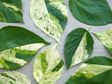 Doğal el yapımı kağıt arkaplanda karışık yeşil yapraklar