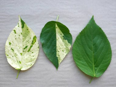 Doğal el yapımı kağıt arkaplanda karışık yeşil yapraklar