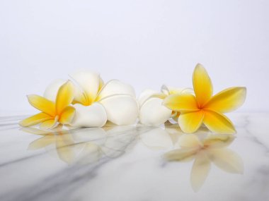 Beyaz mermer arka planda izole edilmiş güzel kaplıca çiçekleri.